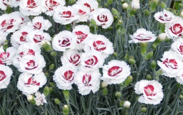 Dianthus Scent First® Coconut Sundae Pinks Perennial Garden Plug Plants Pack x6