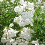 Penstemon 'Mixed Varieties' Perennial Garden Plug Plants Pack x6