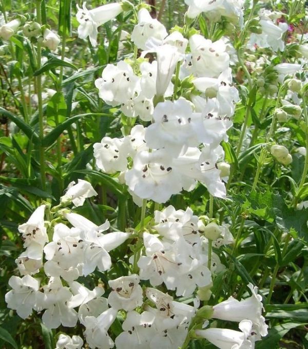 Penstemon 'Mixed Varieties' Perennial Garden Plug Plants Pack x6