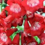 Penstemon 'Mixed Varieties' Perennial Garden Plug Plants Pack x6