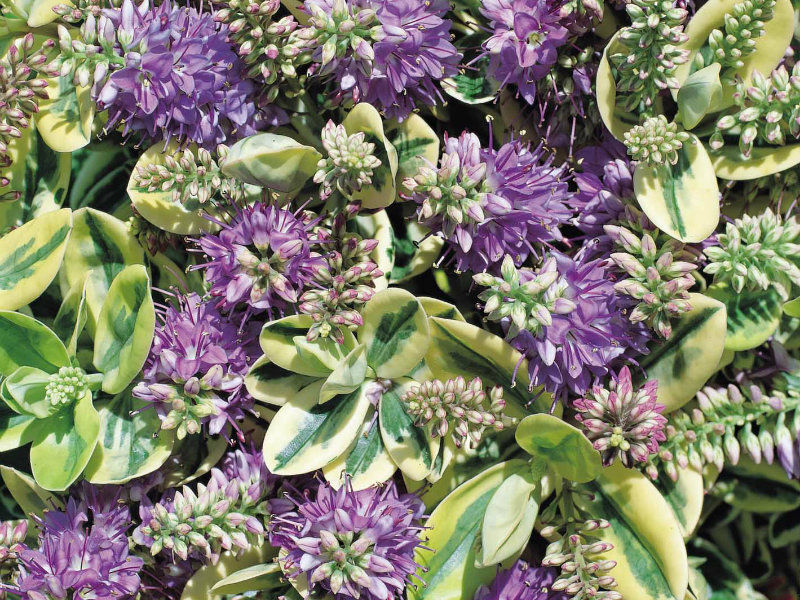Hebe �Mixed Varieties� Garden Plug Plants Value Pack x12