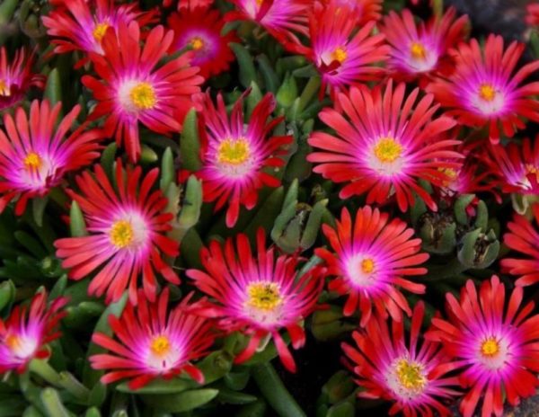 Delosperma Jewel of Desert 'Garnet' Perennial Rockery Garden Plug Plants Pack x6