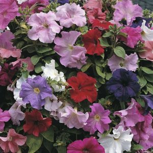 Petunia Trailing 'Cascade Mixed' F1 Pack Kings Quality Flower Seeds