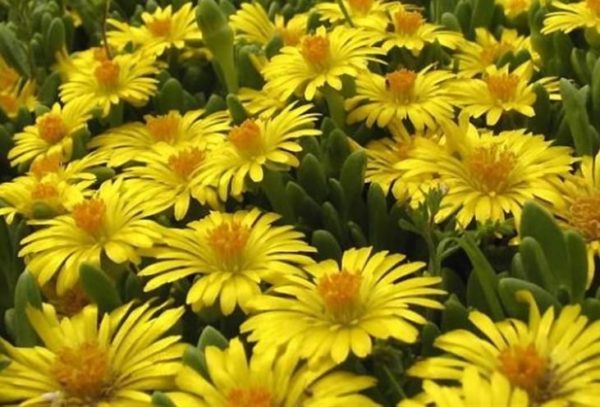 Delosperma Jewel of Desert 'Peridot' Perennial Garden Plug Plants Pack x6