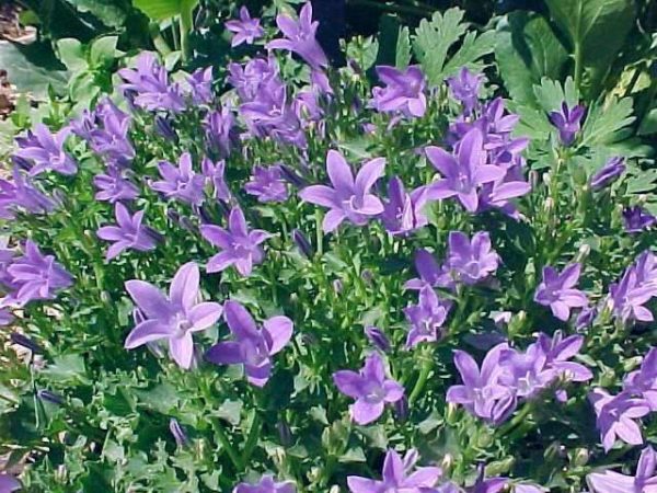 Campanula 'Poscharskyana' Perennial Plug Plants Pack x6