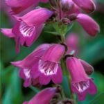 Penstemon 'Sour Grapes' Perennial Garden Plug Plants Pack x6