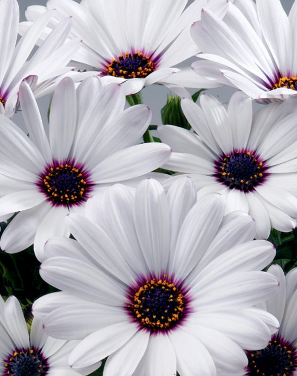 Osteospermum Cape Daisy Erato® White Plug Plants Pack x6