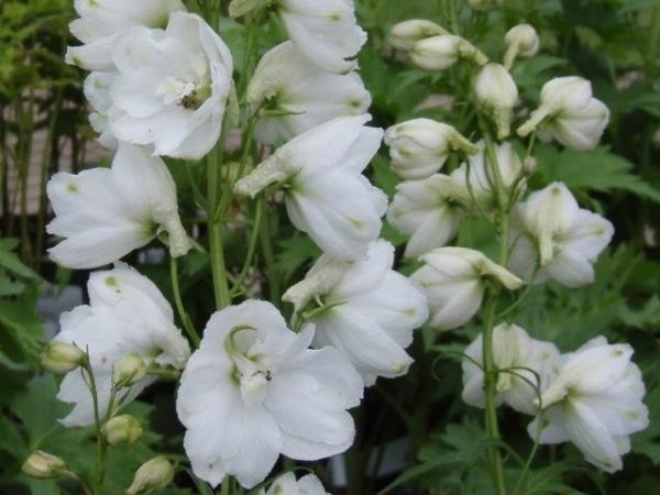 Delphinium White 'Galahad' Perennial Garden Plug Plants Pack x6