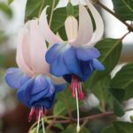 Hardy Bush Fuchsia 'Mixed Varieties' Summer Garden Plug Plants Pack x12