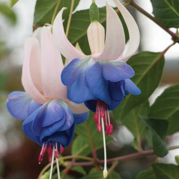 Hardy Bush Fuchsia 'Mixed Varieties' Summer Garden Plug Plants Pack x12