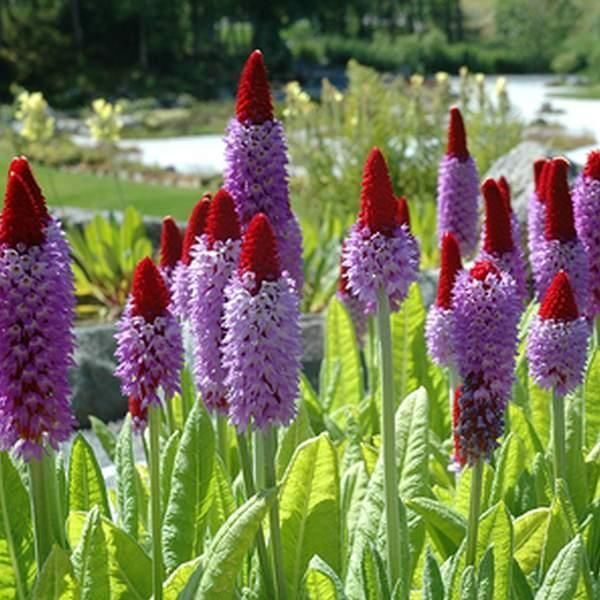 Primula 'Vialii' Perennial Garden Plug Plants Pack x6