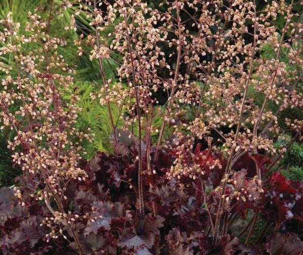 Heuchera Hybrida 'Melting Fire' Perennial Garden Plug Plants Pack x6