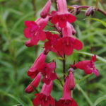 Penstemon 'Garnet' Perennial Garden Plug Plants Pack x6