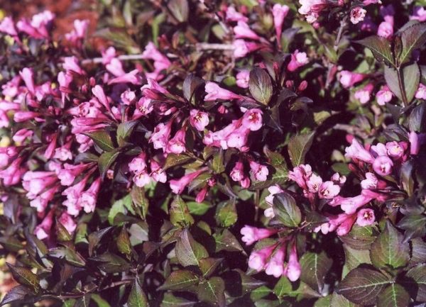 Weigela Florida 'Nana Purpurea' Perennial Garden Shrub Plug Plants Pack x6
