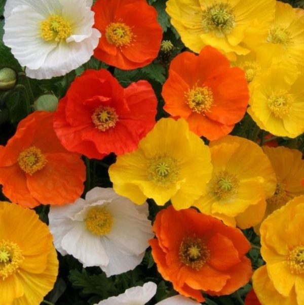 Papavera Dwarf Poppy 'Garden Gnome' Perennial Garden Plug Plants Pack x6