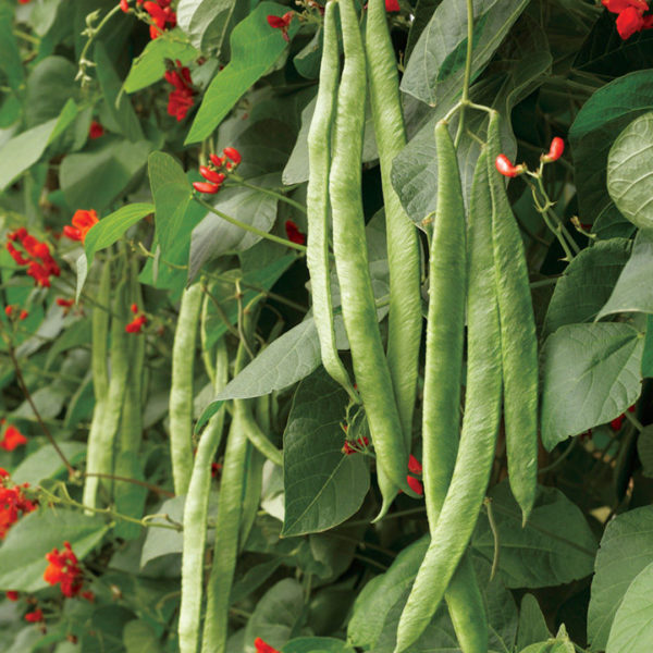Runner Bean 'Scarlet Emperor' ORGANIC Seed Pack Kings Seeds