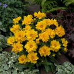 Coreopsis 'Early Sunrise' Perennial Garden Plug Plants Pack x6