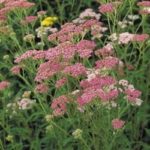 Achillea 'Cerise Queen' Perennial Garden Plug Plants Pack x6
