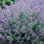 Nepeta x Faassenii 'Kit Kat' Catmint Perennial Garden Plug Plants Pack x6