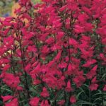 Penstemon 'Garnet' Perennial Garden Plug Plants Pack x6
