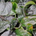 Ajuga Reptans ‘Braun Hertz' Perennial Garden Plug Plants Pack x6