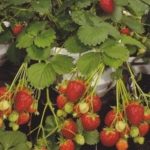 Strawberry 'Temptation' Perennial Vegetable/Fruit Plug Plants Pack x6