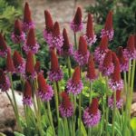 Primula 'Vialii' Perennial Garden Plug Plants Pack x6
