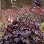 Heuchera 'Palace Purple' Perennial Garden Plug Plants Pack x6