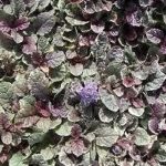 Ajuga Reptans ‘Braun Hertz' Perennial Garden Plug Plants Pack x6