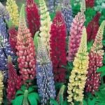 Lupin Russell Hybrids Mixed Perennial Garden Plug Plants Pack x6