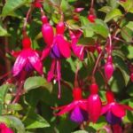 Fuchsia Hardy Bush 'Mrs Popple' Summer Garden Plug Plants Pack x6