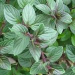 Mentha 'Chocolate' Mint Garden Herb Garden Plug Plants Pack x6