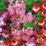 Penstemon 'Mixed Varieties' Perennial Garden Plug Plants Pack x6