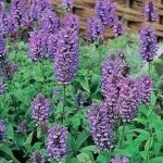 Nepeta Nervosa 'Blue Moon' Perennial Plug Plants Pack X6
