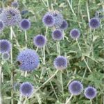 Echinops Bannaticus 'Ritro' Globe Thistle Perennial Garden Plug Plants Pack x6