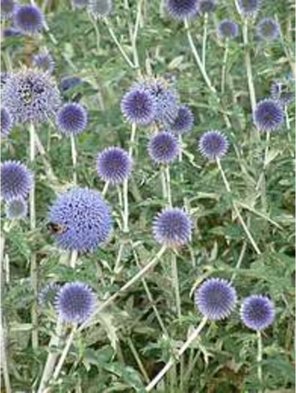Echinops Bannaticus 'Ritro' Globe Thistle Perennial Garden Plug Plants Pack x6