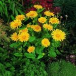 Doronicum 'Little Leo' Perennial Garden Plug Plants Pack X6