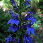 Lobelia 'Fan Blue F1' Perennial Garden Plug Plants Pack x6