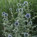 Echinops Bannaticus 'Ritro' Globe Thistle Perennial Garden Plug Plants Pack x6