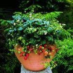 Strawberry 'Temptation' Perennial Vegetable/Fruit Plug Plants Pack x6