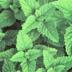 Lemon Balm (Melissa Officinalis) Garden Herb Plug Plants Pack x6