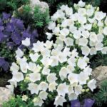 Campanula Carpatica 'White Clips' Perennial Plug Plants Pack x6