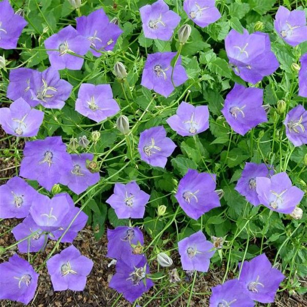 Campanula Carpatica 'Blue Clips' Perennial Plug Plants Pack x6