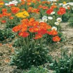 Papavera Dwarf Poppy 'Garden Gnome' Perennial Garden Plug Plants Pack x6