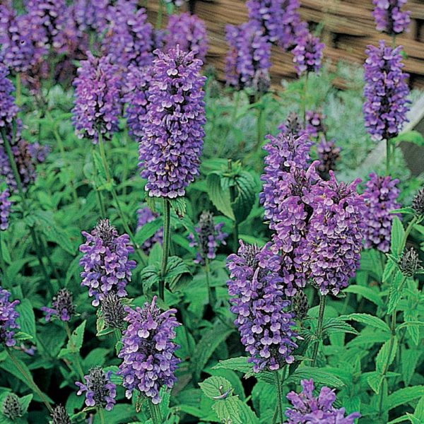 Nepeta Nervosa 'Blue Moon' Perennial Plug Plants Pack X6