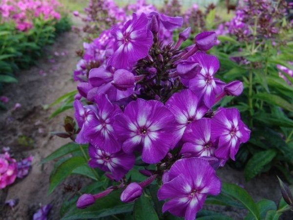 Phlox Paniculata 'Adessa® Special Purple Star' Perennial XXL Plug Plants Pack x3