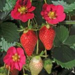 Strawberry Plug Plants 'Toscana F1' Vegetable Garden Pack x6