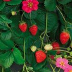 Strawberry Plug Plants 'Toscana F1' Vegetable Garden Pack x6