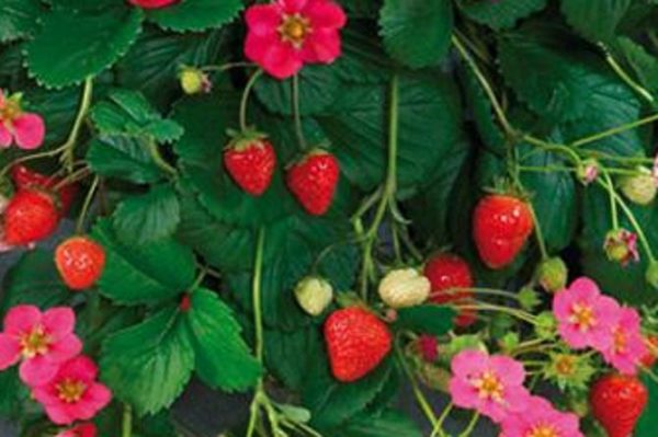 Strawberry Plug Plants 'Toscana F1' Vegetable Garden Pack x6