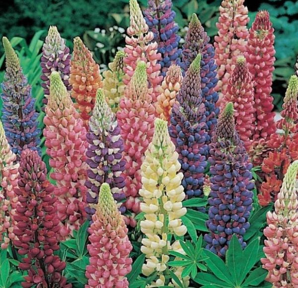 Lupin / Lupinus 'Gallery Mixed' Perennial Supersize XXL Plug Plants Pack x3